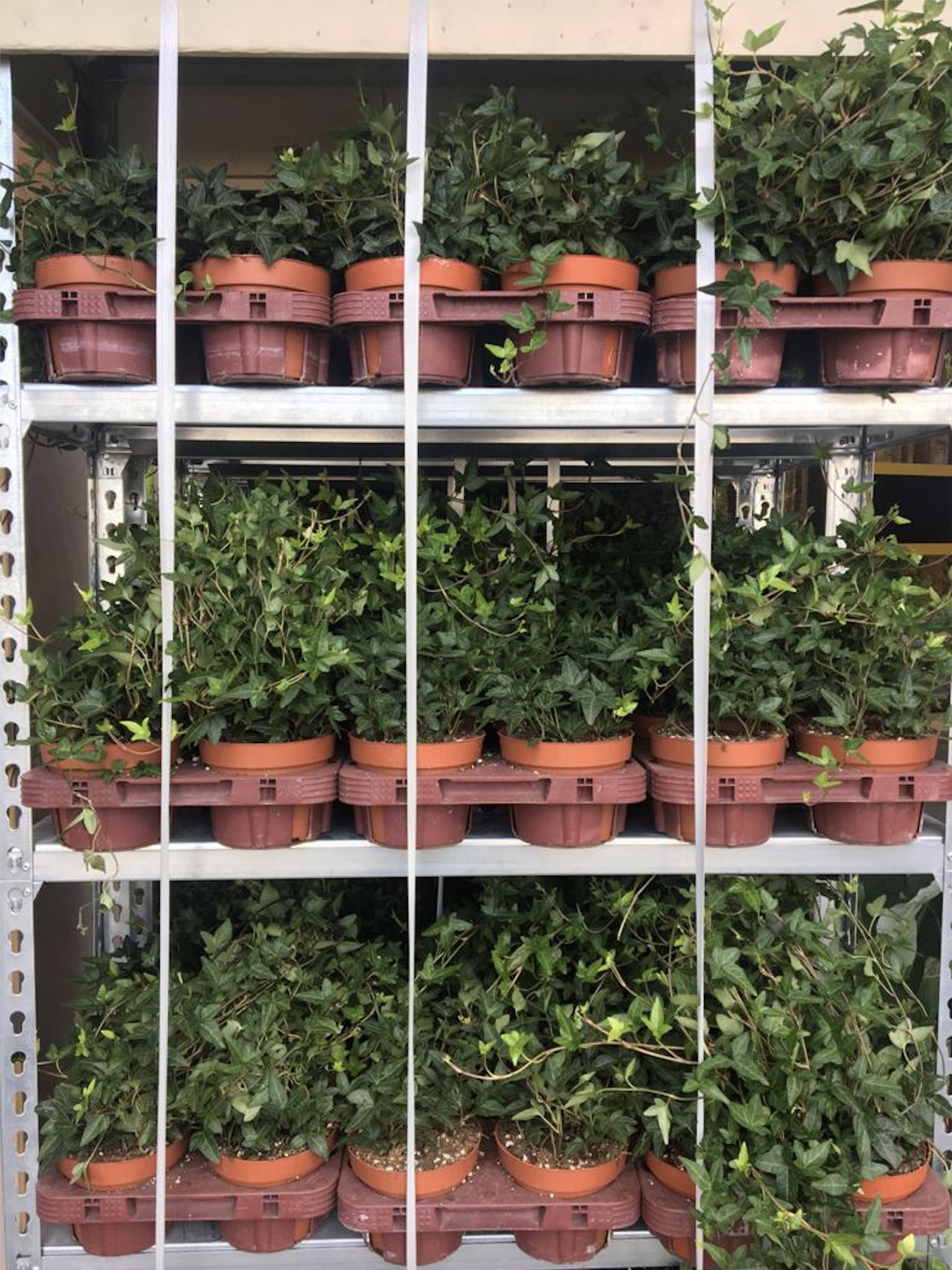 Planten - KOPexpo